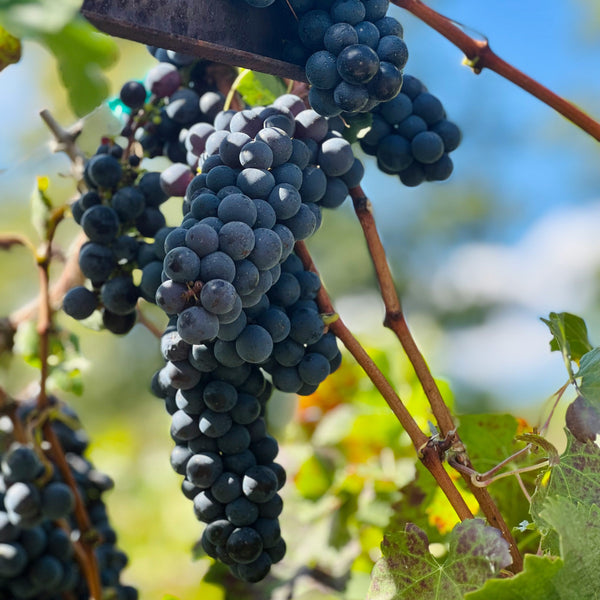 Petit Verdot Grapevines