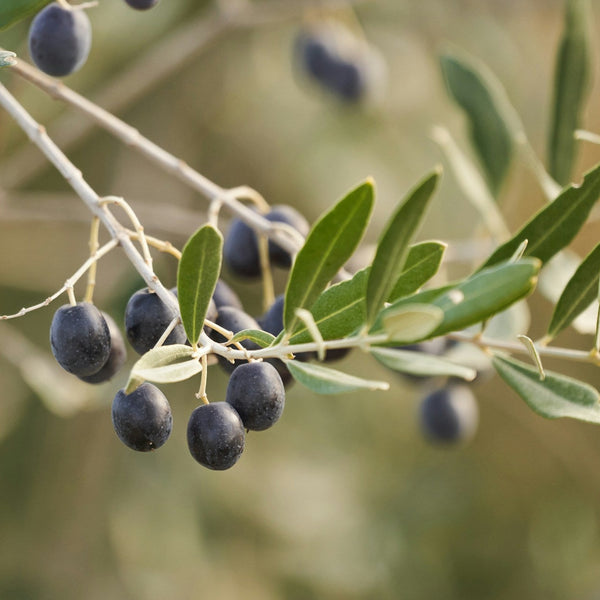 Picholine Du Gard Olive Trees