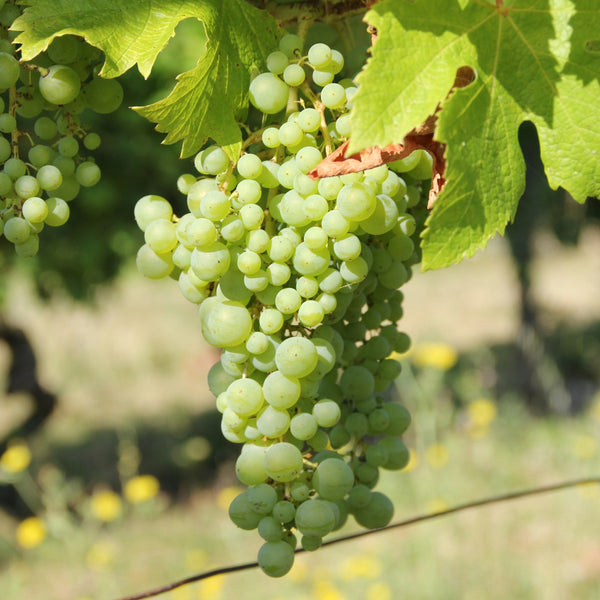 Picpoul Blanc Grapevines