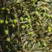 Picual Olive Trees