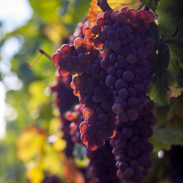 Pinot Gris Grapevines for Sale | Noble Roots Nursery