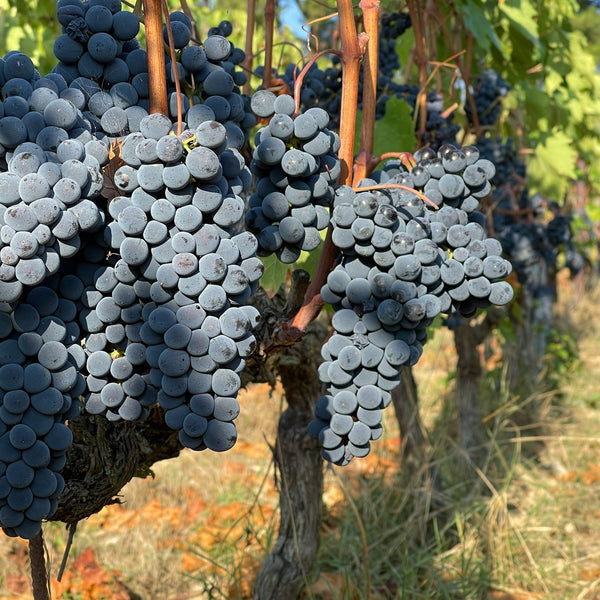 Pinot Noir Grapevines