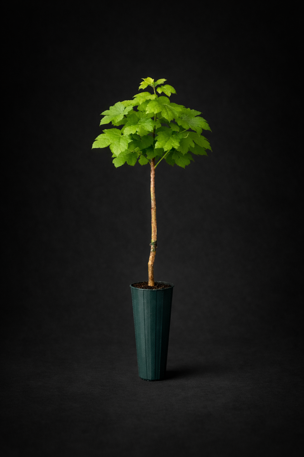 Grafted green potted grapevine for sale