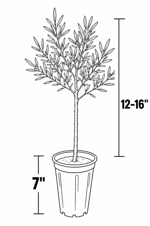 Potted Olive Tree