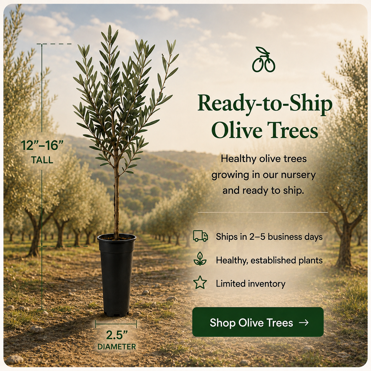 Ready-to-Ship Olive Trees