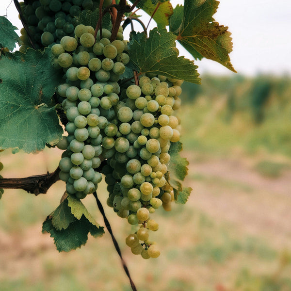 Riesling Grapevines