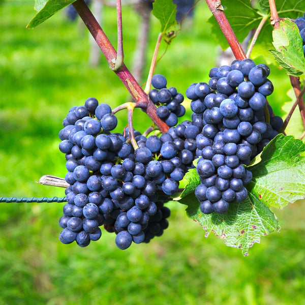 Sangiovese Grapevines