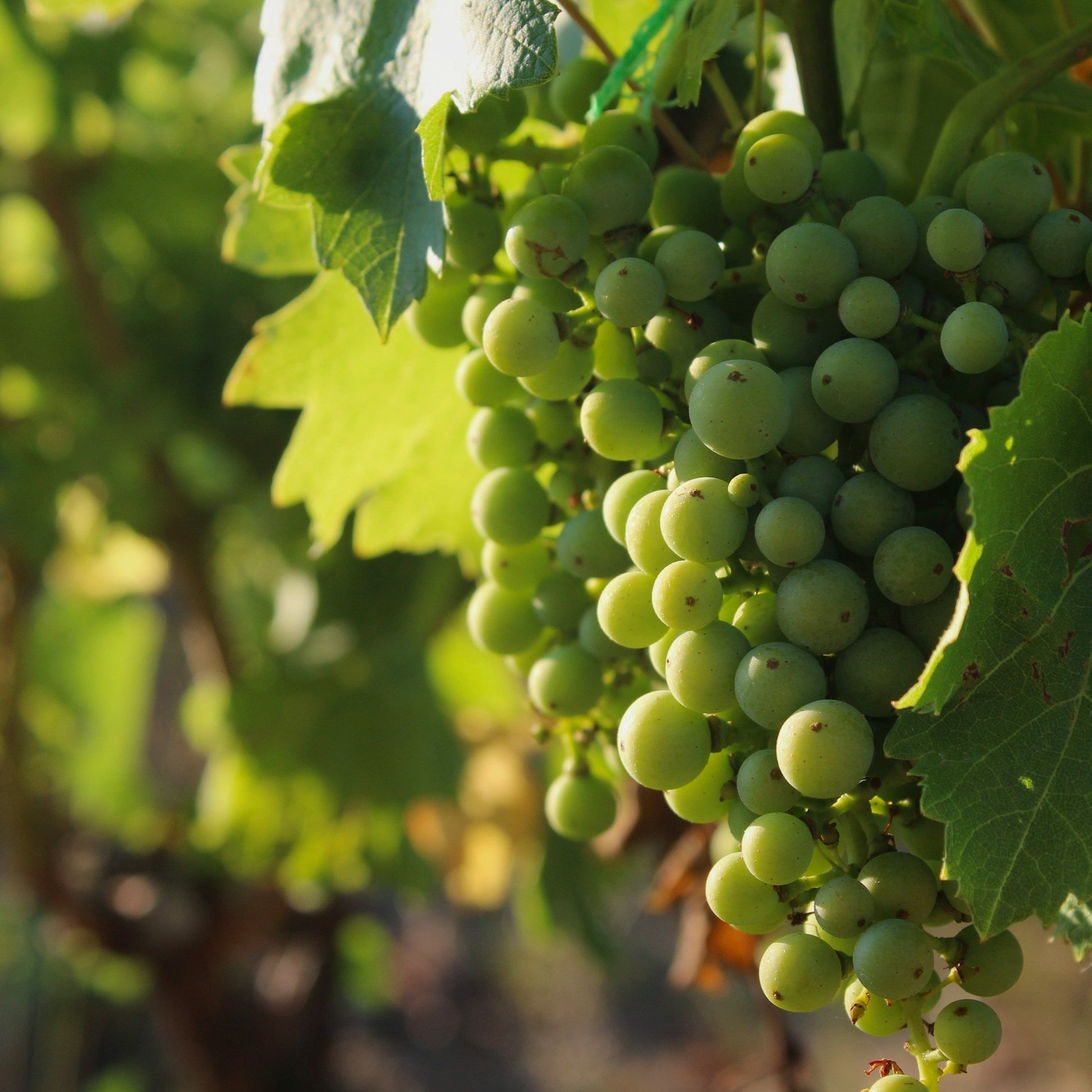 Sauvignon Blanc grapevines for sale