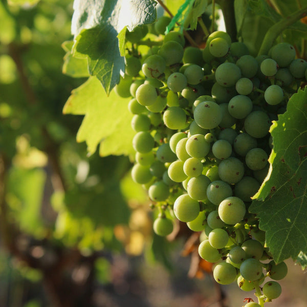 Sauvignon Blanc Grapevines