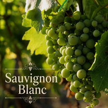 Bordeaux Blanc Vineyard Kit
