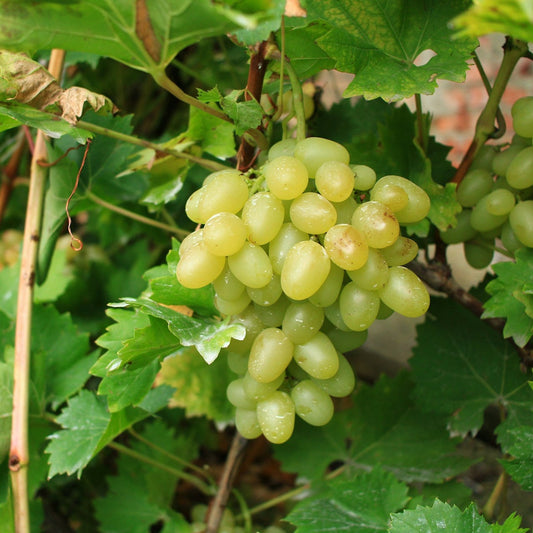 Selma Pete Grapevines