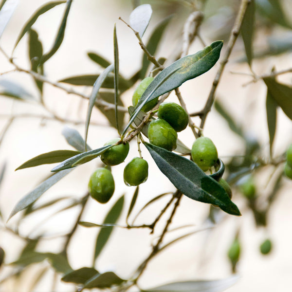 Sevillano Olive Trees