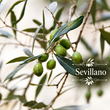 Spanish Table Olive Orchard Kit