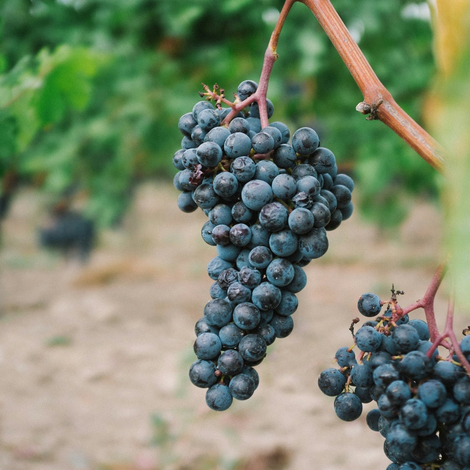 【53冊セット】GRAPEVINE FC会報 vol.50〜102 Souzao Grapevines for Sale | Noble Roots Nursery