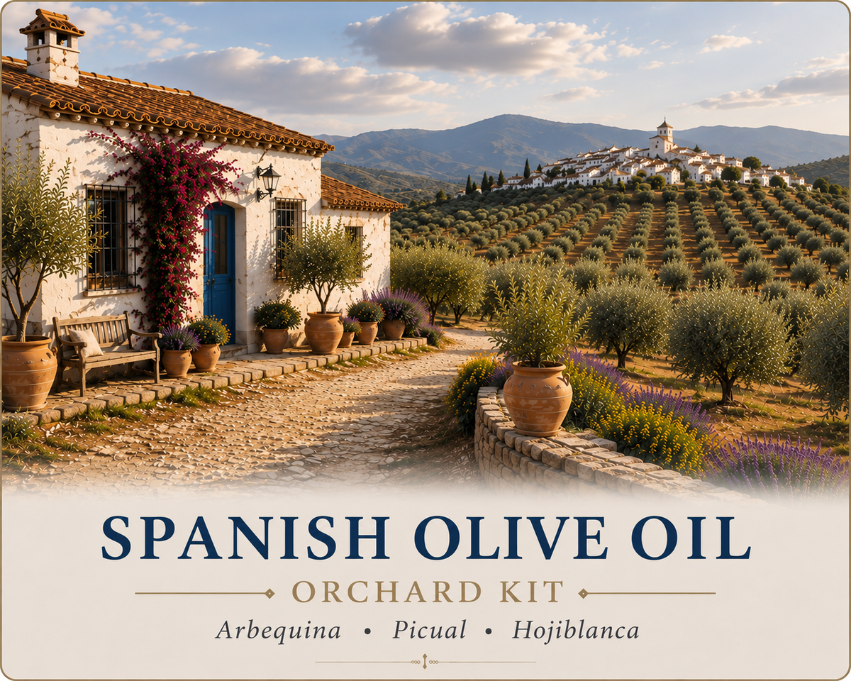 Spanish Olive Oil Orchard Kit
