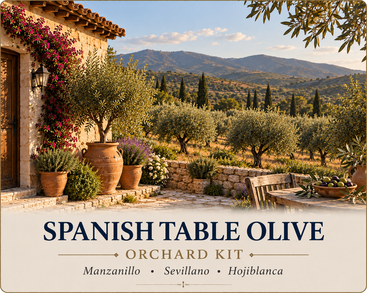 Spanish Table Olive Orchard Kit