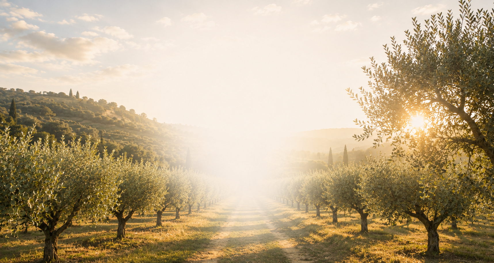 Olive orchard landscape