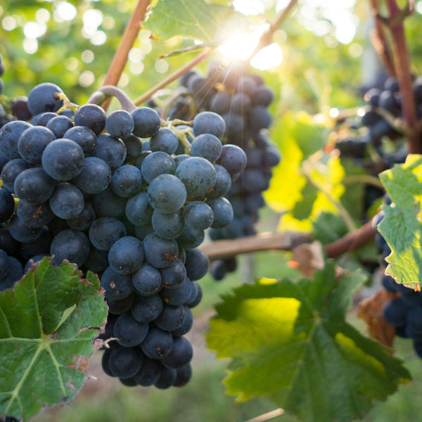 Syrah Grapevines