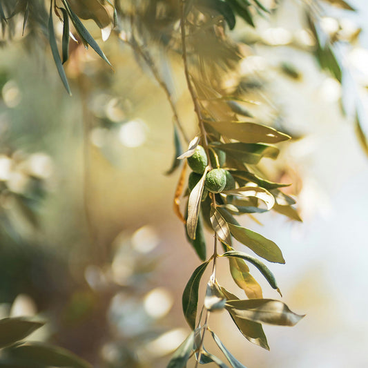Taggiasca Olive Tree for sale