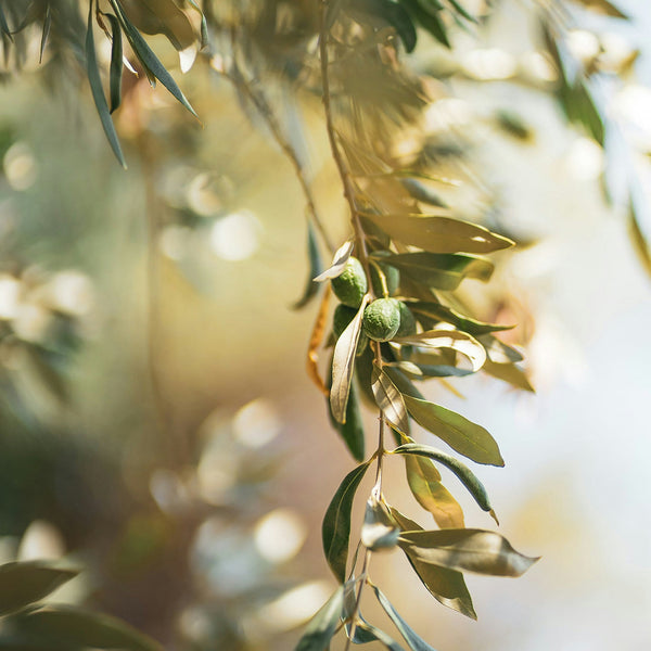 Taggiasca Olive Trees