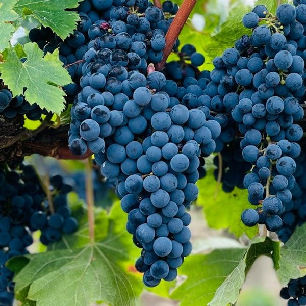 Tannat Grapevines