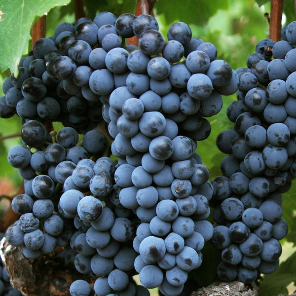 Tempranillo Grapevines