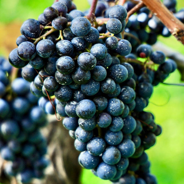 Teroldego Grapevines