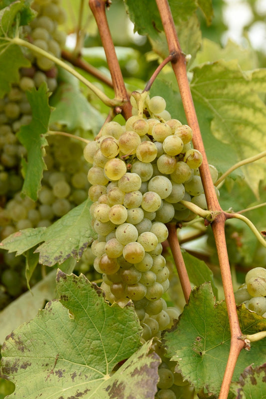 Trebbiano Toscano graepvines for sale