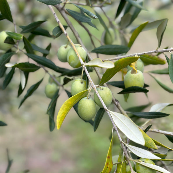 Verdal Olive Trees