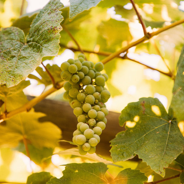 Verdejo Grapevines