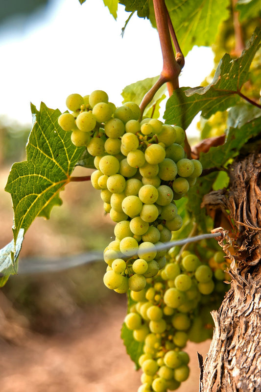 Vermentino grapevines for sale
