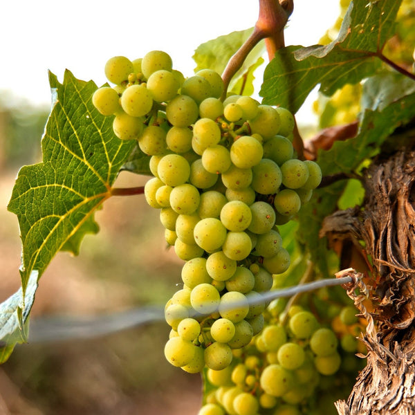Vermentino Grapevines