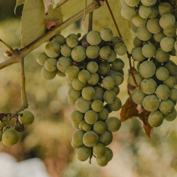 Viognier Grapevines