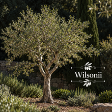 California Fruitless Olive Orchard Kit