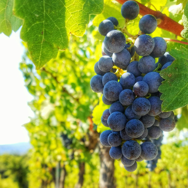 Zinfandel Grapevines