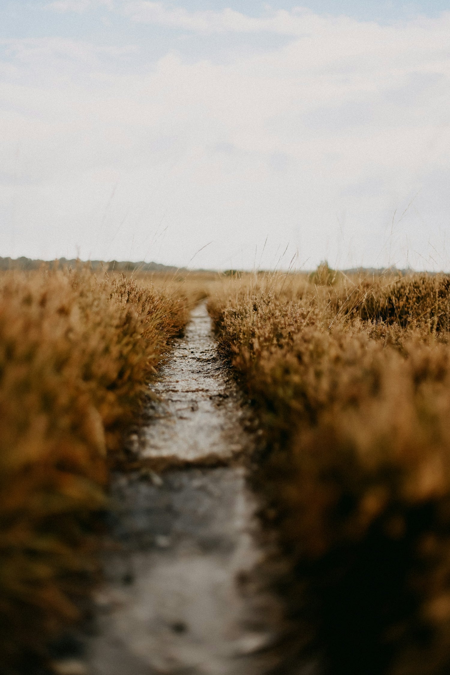 039-16 grapevine rootstock for sale