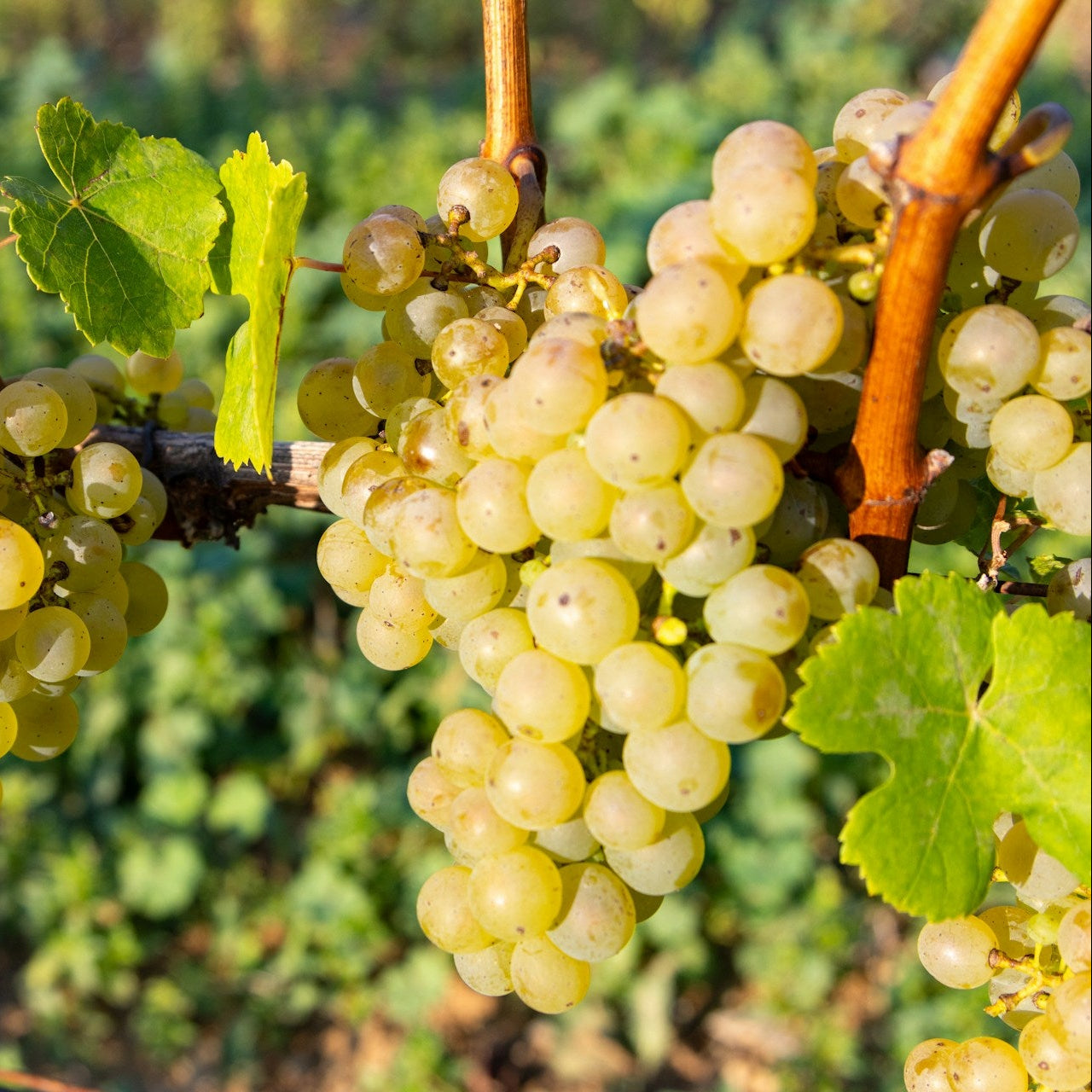 Muscat Blanc grapevines for sale