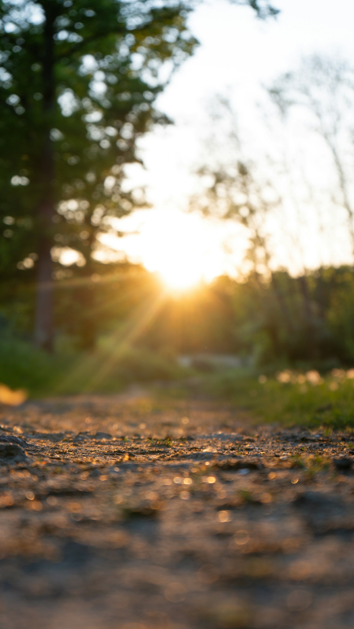 140R grapevine rootstock for sale