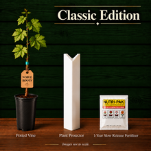 Classic Edition