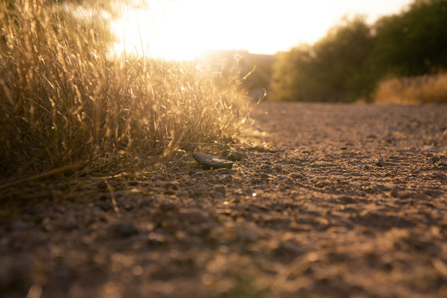1103p grapevine rootstock for sale