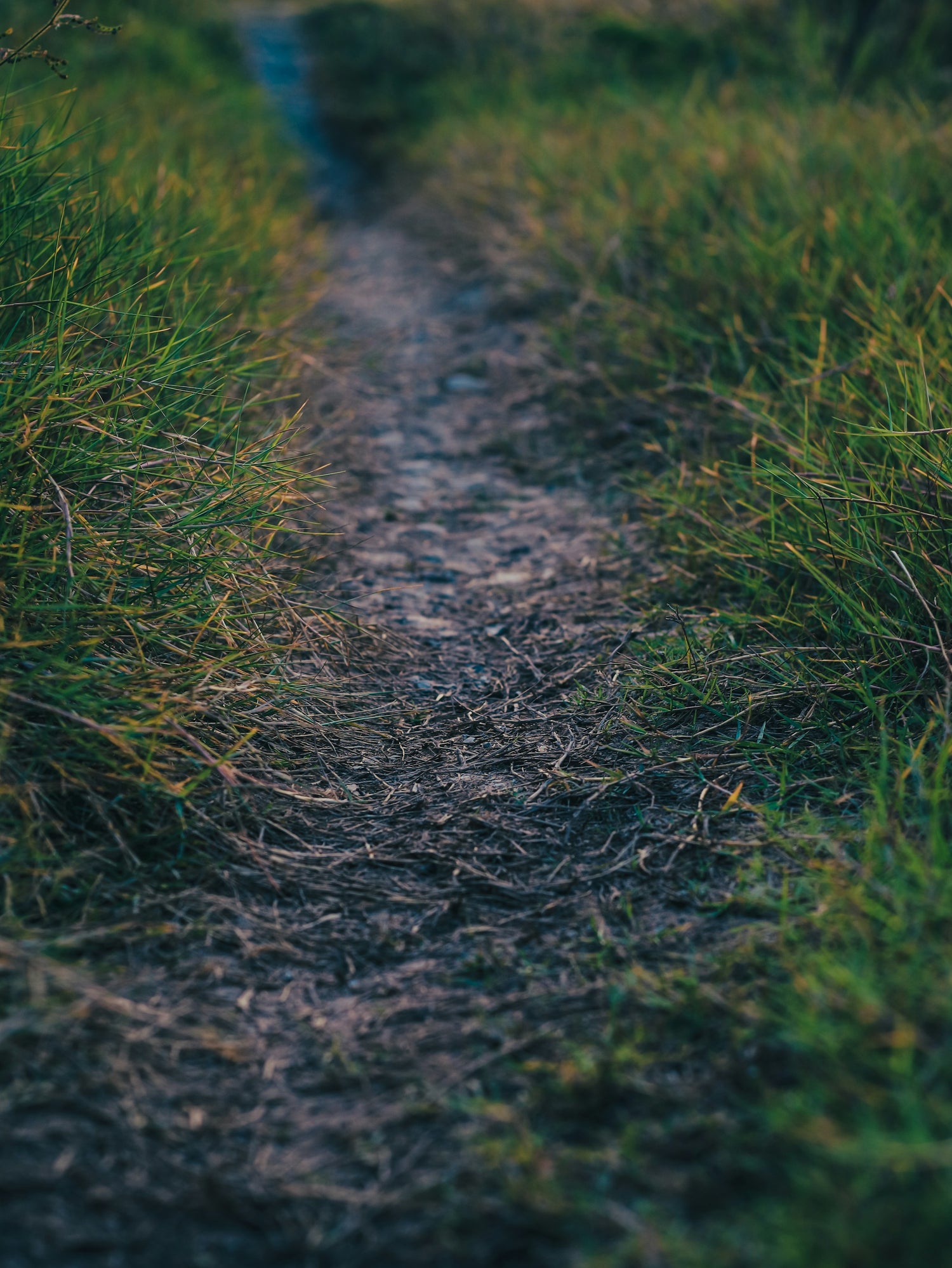 Schwarzmann grapevine rootstock for sale