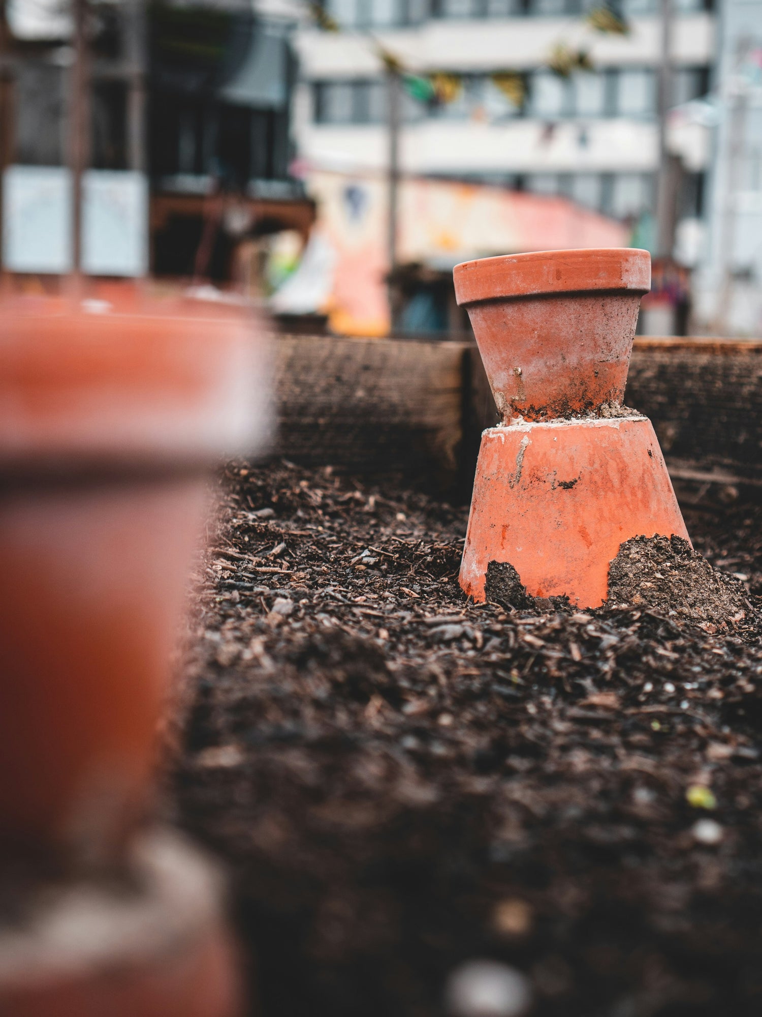 Remove green potted grapevines from plastic container before planting