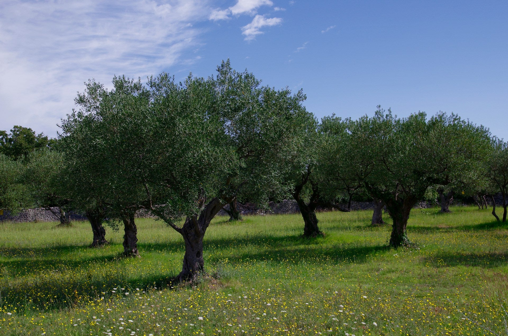 Buy Olive Trees Online