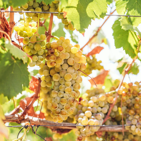 Petit Manseng Grapevines