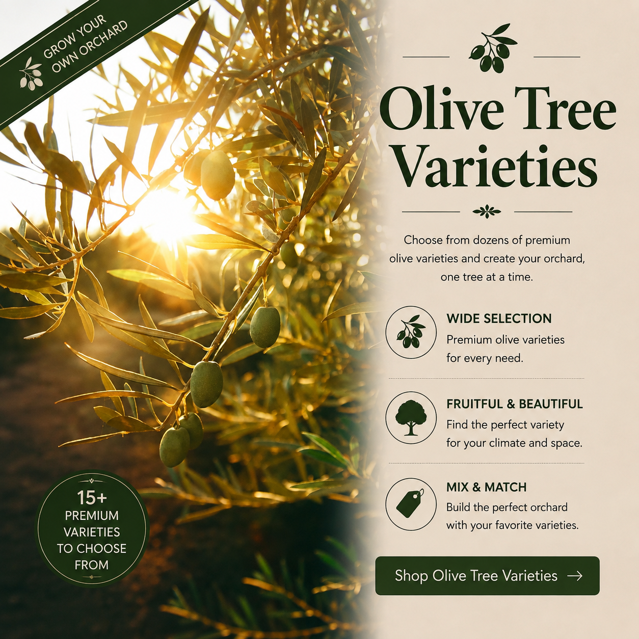 Olive Orchard Kits