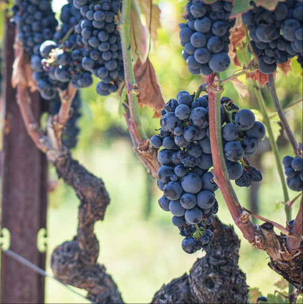 Primitivo Grapevines