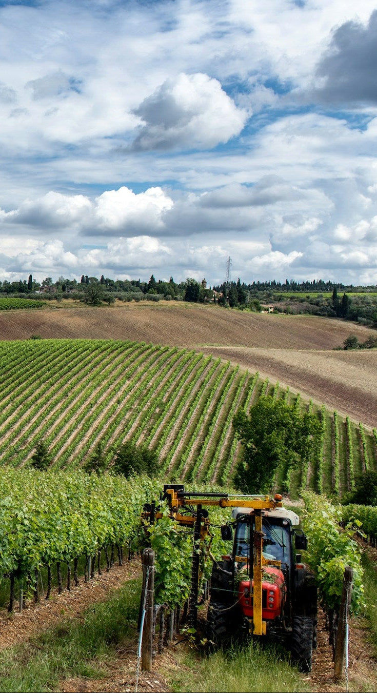 Grapevine Retail Nursery